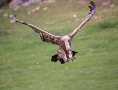 Griffon Vulture 