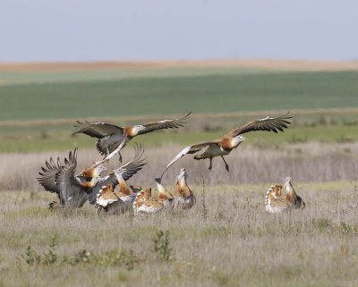 Great Bustards