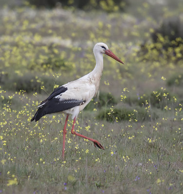 White Stork 