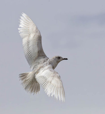 Iceland Gull (1st w)