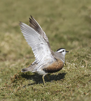 Dotterel