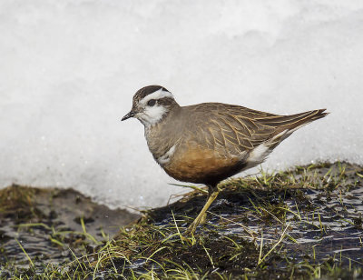 Dotterel (female)