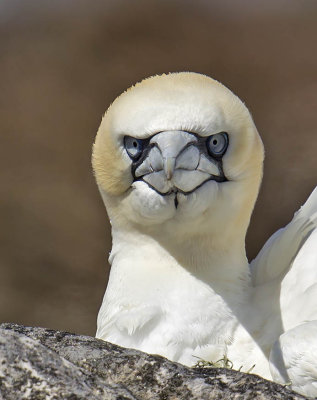 Gannet 