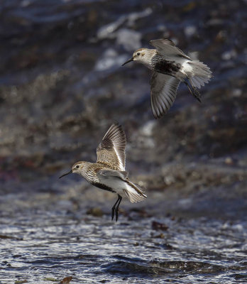 Dunlin 