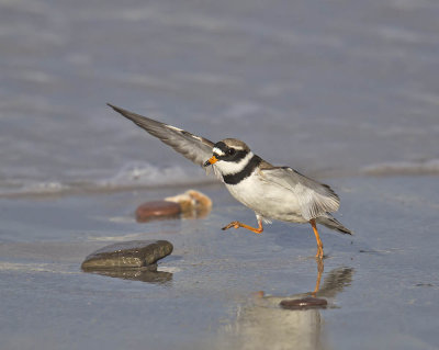 Ringed Plover 