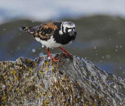 Turnstone 