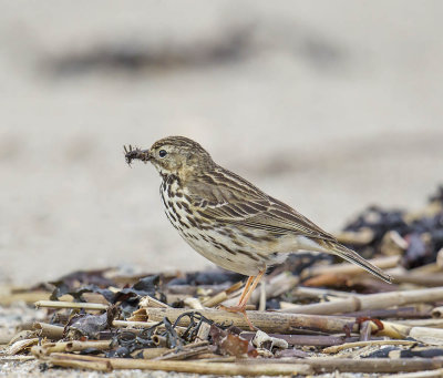 Meadow Pipit 
