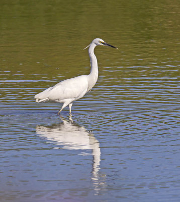 Little Egret 