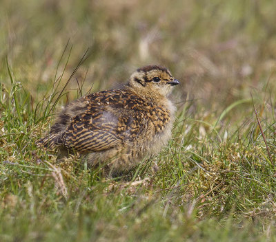 Red Grouse (juvenile)
