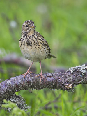 Meadow Pipit 