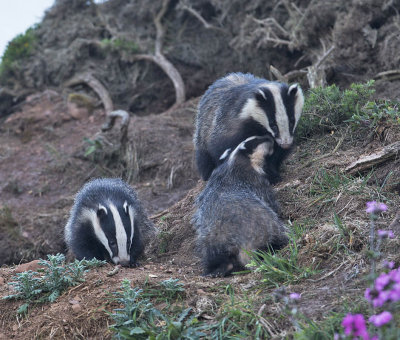 Badgers 