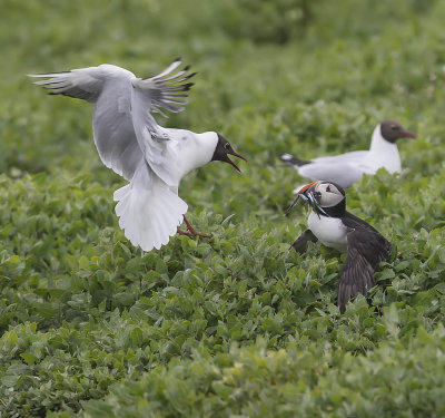 Puffin being attacked by a Black-headed Gull