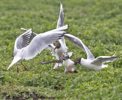 Puffin being attacked by Black-headed Gulls