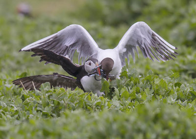 Puffin being attacked by a Black-headed Gull