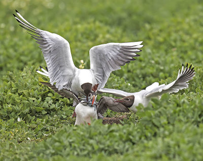 Puffin being attacked by Black-headed Gulls