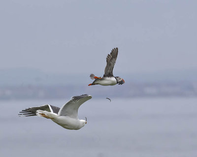 Lesser Black-backed Gull attacking a Puffin