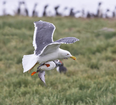 Lesser Black-backed Gull attacking a Puffin