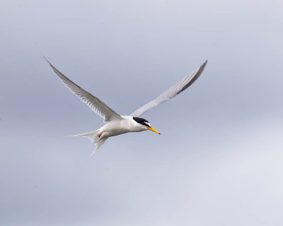 Little Tern 