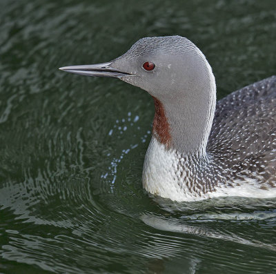 Red-throated Diver 