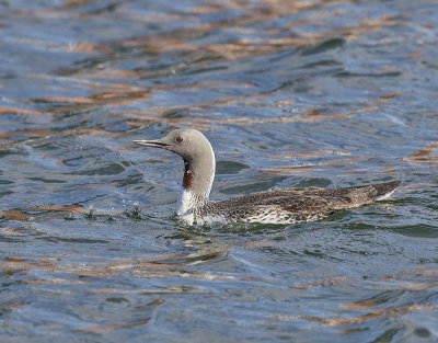 Red-throated Diver 