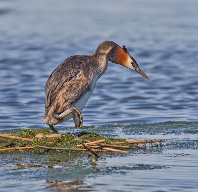 Great Crested Grebe 