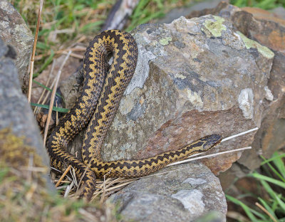 Adder 