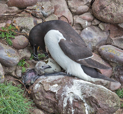 Razorbill with chick