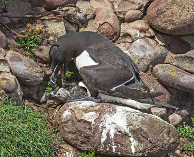 Razorbill with chick