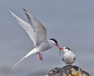 Arctic Tern feeding juvenile
