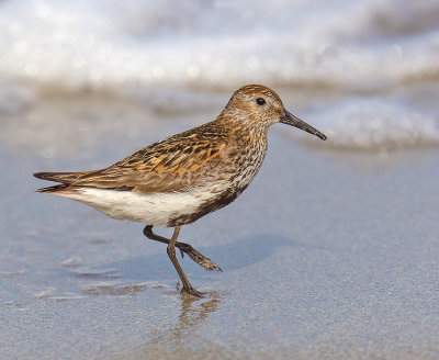 Dunlin (adult)