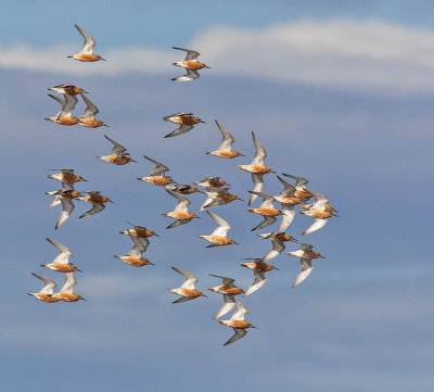 Knot (adults migrating)