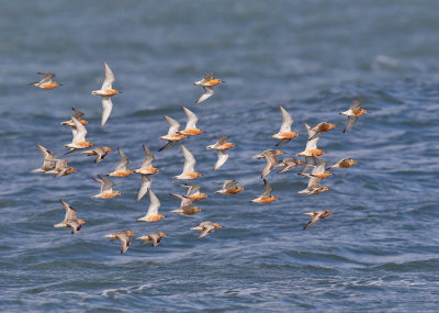 Knot (adults migrating)