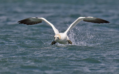 Gannet 