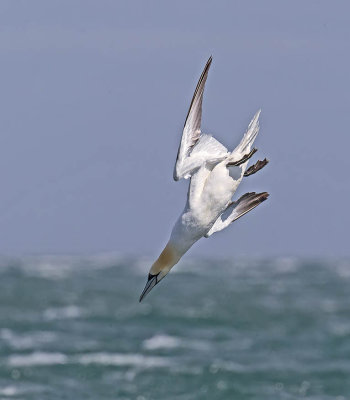 Gannet 