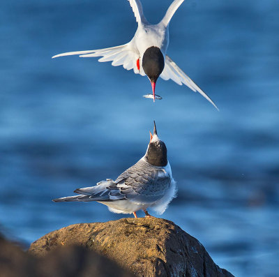 Arctic Tern feeding a juvenile
