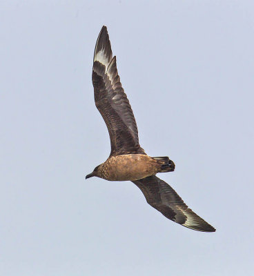 Great Skua or Bonxie 