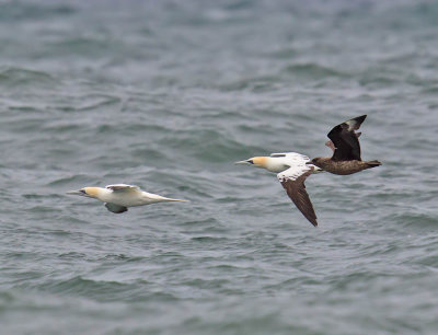 Great Skua or Bonxie