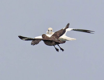 Great Skua or Bonxie