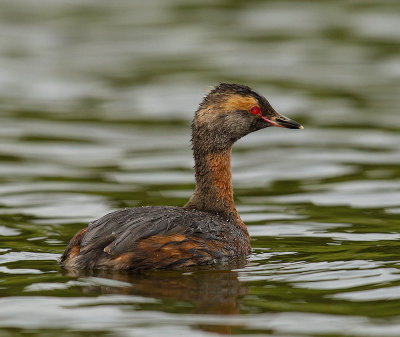 Slavonian Grebe 