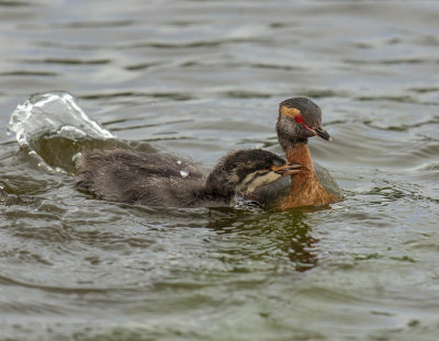 Slavonian Grebe with juvenile