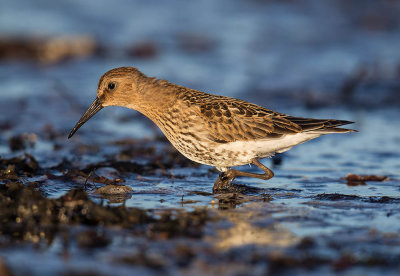 Dunlin (juvenile)