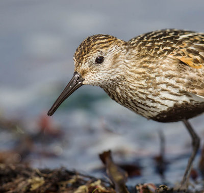 Dunlin 
