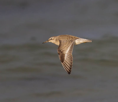 Knot (juvenile)