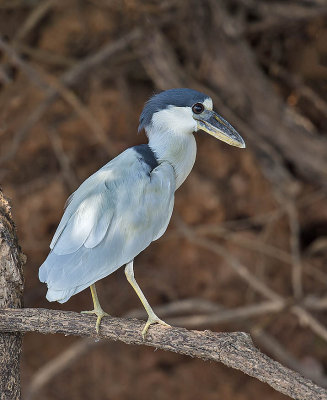 Boat-billed Heron