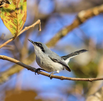 Masked Gnatcatcher