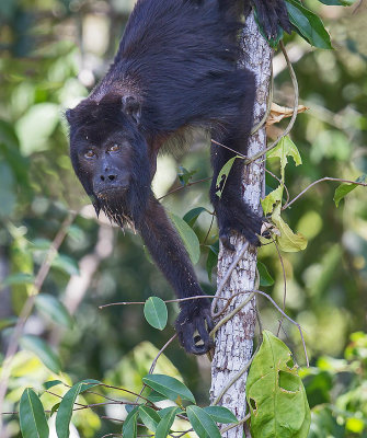 Black and Gold Howler monkey