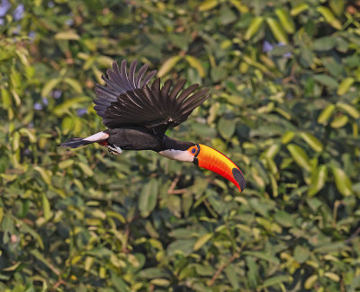 Toco Toucan