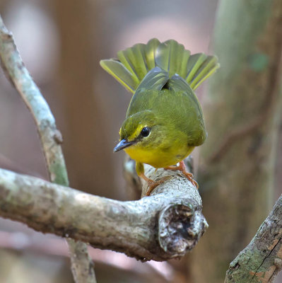 Flavescent Warbler