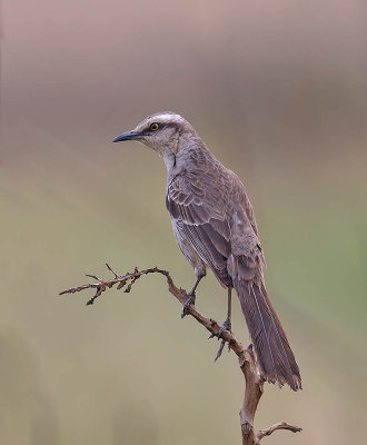 Chalk-browed Mockingbird