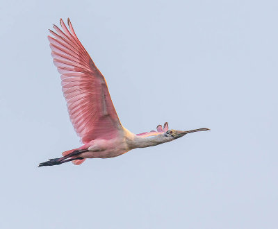 Roseate Spoonbill